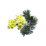 Camylle Voile de Sauna - Cedre - Finesse Wellness BV