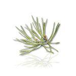 Camylle Voile de Sauna - Pin - Finesse Wellness BV