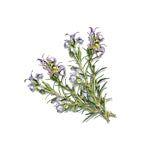 Camylle Voile de Sauna - Romarin - Finesse Wellness BV